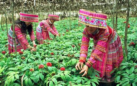 三七粉價格，三七花價格，三七的功效