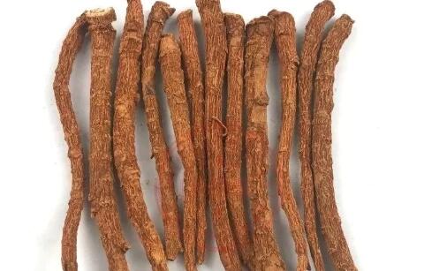 田七圖片,三七圖片