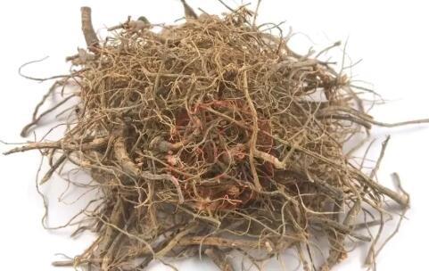 田七圖片,三七圖片