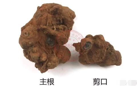 田七圖片,三七圖片