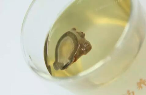 田七圖片,三七圖片