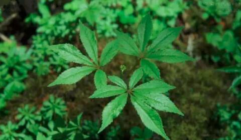 田七圖片,三七圖片