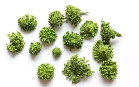 田七圖片,三七圖片