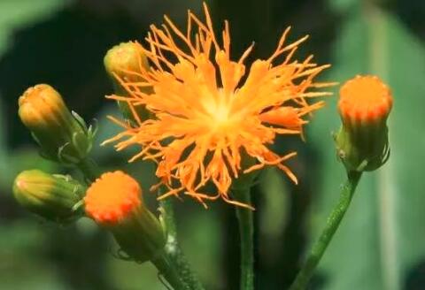 田七圖片,三七圖片