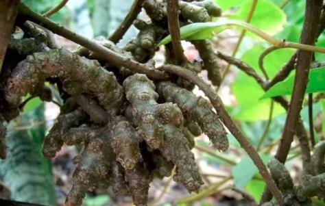 田七圖片,三七圖片