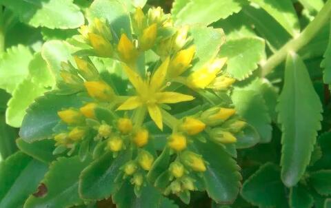 田七圖片,三七圖片