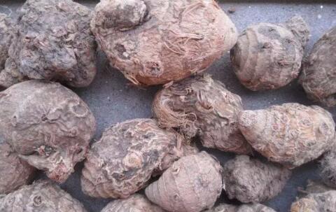 田七圖片,三七圖片