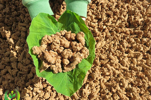 各種三七圖片植物圖片