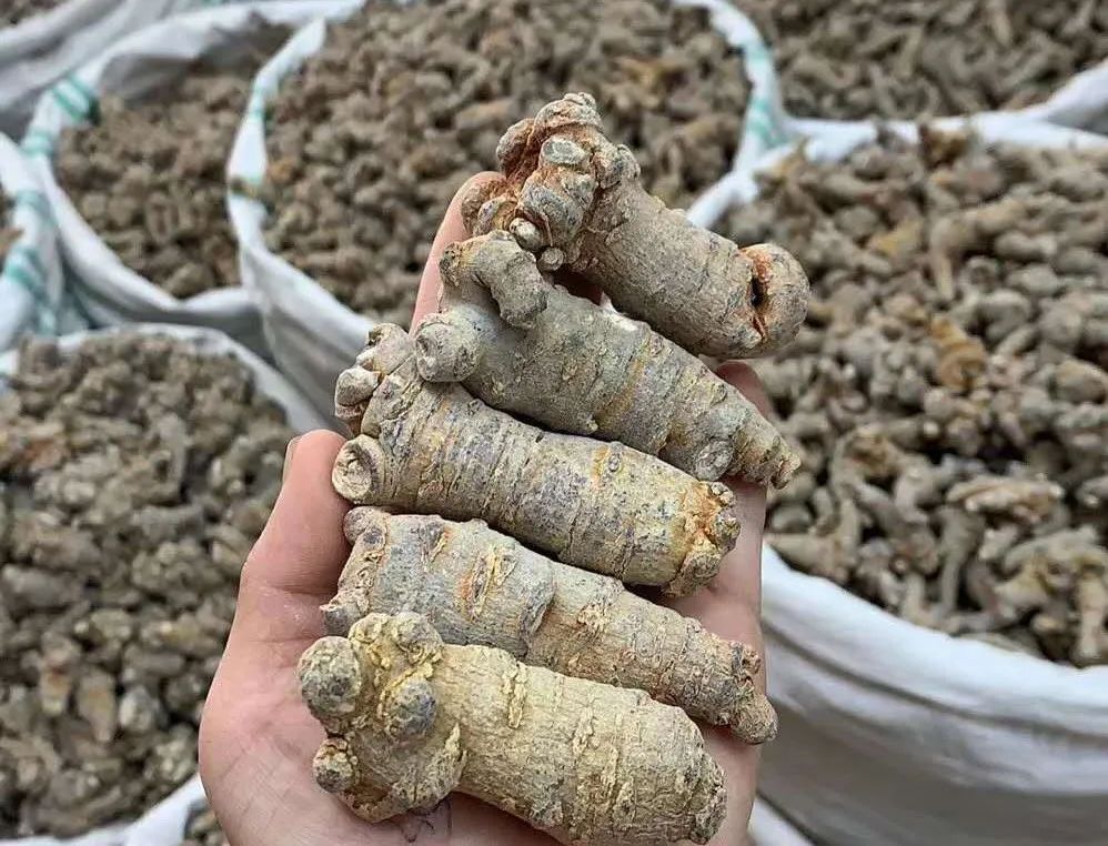 各種三七圖片植物圖片